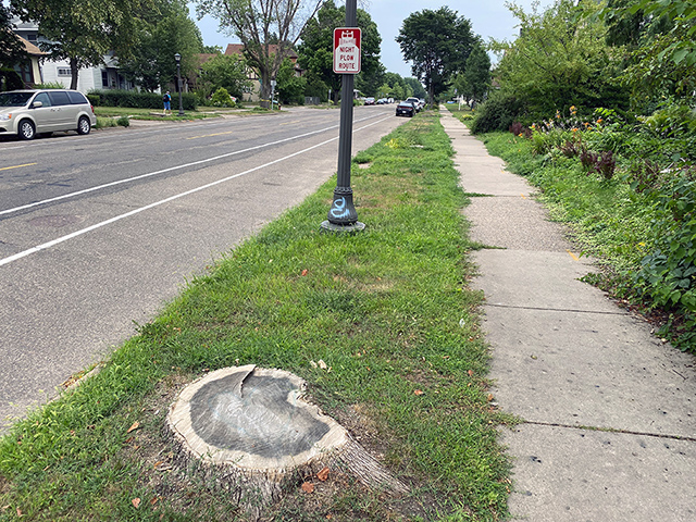 Almost 100 ash trees were cut down on Minnehaha Avenue, part of St. Paul’s triage triggered by the emerald ash borer, which has felled thousands of ashes throughout the city.