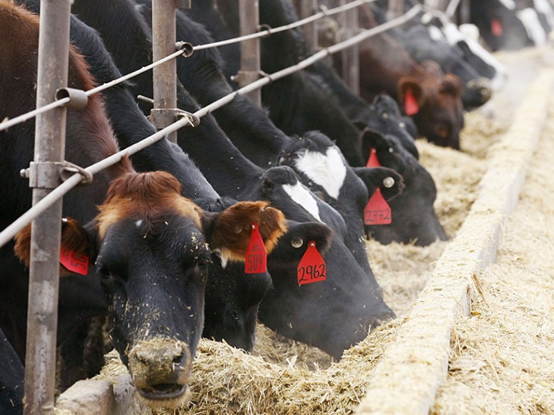 The Minnesota Pollution Control Agency has created an online tool to develop a manure management plan.