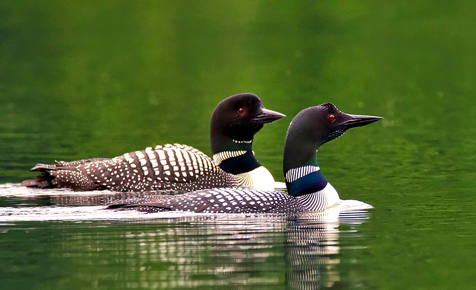 Common loons