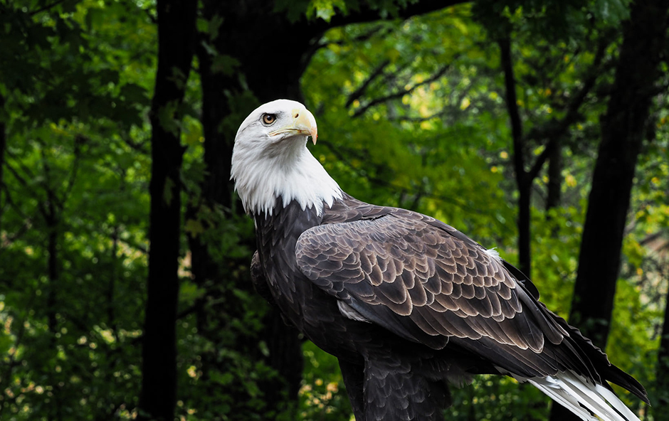 A bald eagle shown at the University of Minnesota Raptor Center.