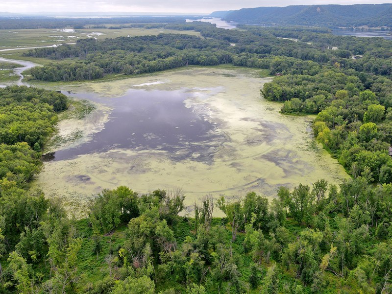 Algae covers a large portion of Round Lake, a spring-fed lake along the Mississippi River in Trempealeau, Wisconsin, in August 2023.