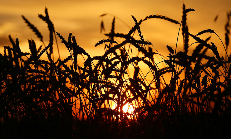 wheat