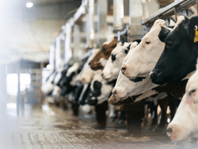 Cows are milked in the parlor at Croix Breeze Dairy on June 11, 2024, in Emerald, Wisconsin. The 2,400-head dairy was recently sold to a new owner, who faces a skeptical community based on the farm’s record of manure spills under its previous owners.