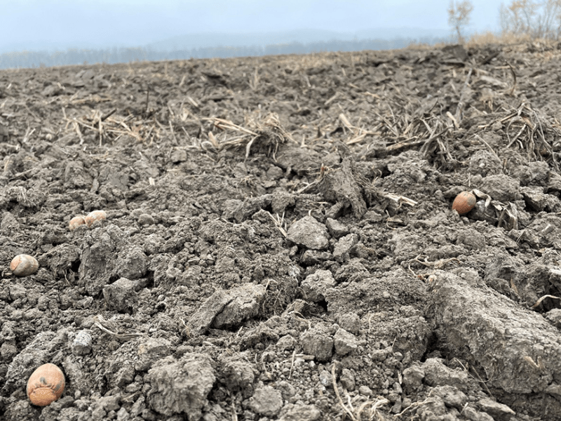 Acorns gathered by De Soto, Wisc. resident Jerry Boardman are planted near McGregor Lake, a river backwater near Prairie du Chien. Boardman collects tens of thousands of acorns per year to give to the U.S. Army Corps of Engineers and Fish and Wildlife Service, who plant them to take the place of dying trees in the floodplain.