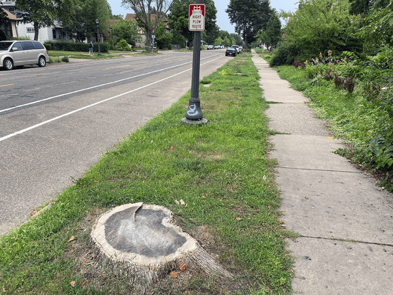 Like every Upper Midwestern city, St. Paul was forced into a “scorched earth” solution: cut ’em all down.