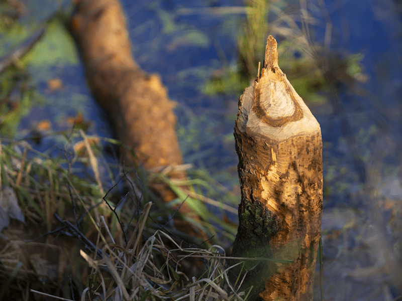 A tree impacted by beaver activity stands in a wetland at South Fork Halls Creek adjacent to a wooded property where Jim Hoffman, CEO of Hoffman Construction, is building a series of artificial beaver dams on Oct. 25, 2024, in Alma Center, Wisconsin.