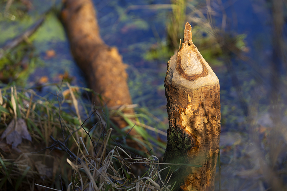 A tree impacted by beaver activity stands in a wetland at South Fork Halls Creek adjacent to a wooded property where Jim Hoffman, CEO of Hoffman Construction, is building a series of artificial beaver dams on Oct. 25, 2024, in Alma Center, Wisconsin.
