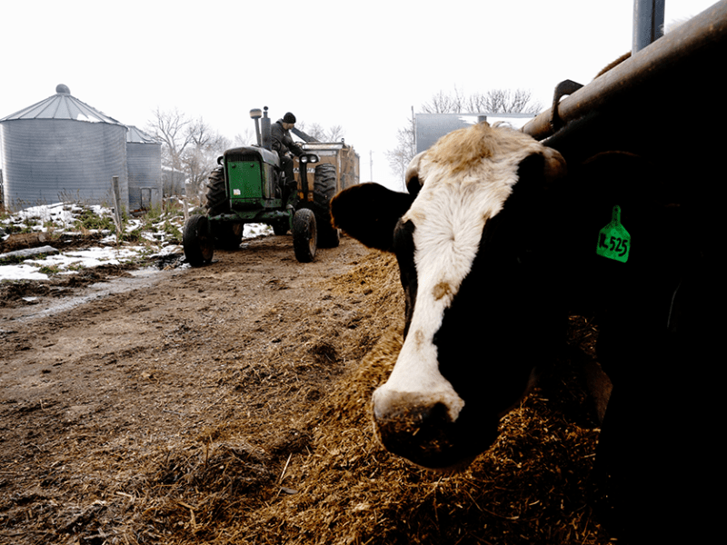 Minnesota’s farmers are increasingly dependent on foreign-born workers who may be victims of Trump’s immigrant crackdown