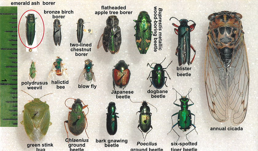 Insects in Minnesota confused with emerald ash borer.