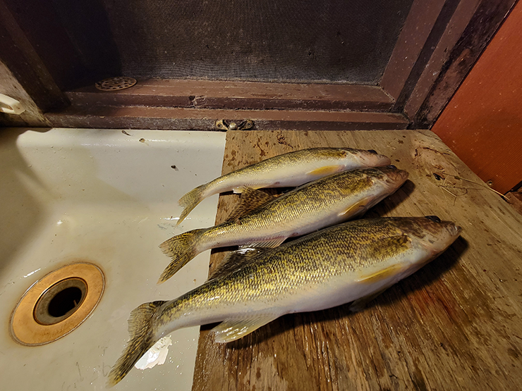 In lakes with zebra mussels, mercury levels in walleyes were found to be on average 72 percent higher than in walleyes from uninvaded lakes.