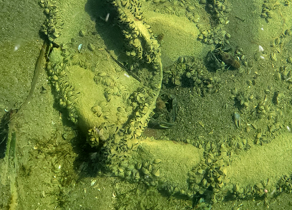 The once green-hued waters of Cass Lake have become gin clear, a consequence of the dime-sized filter-feeders’ prodigious capacity to hoover up plankton and reproduce at astonishing rates.