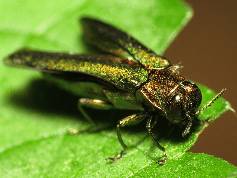 While Minnesota has been at controlling the spread of the emerald ash borer, in recent years even despite quarantines, it has gotten harder to contain the spread.
