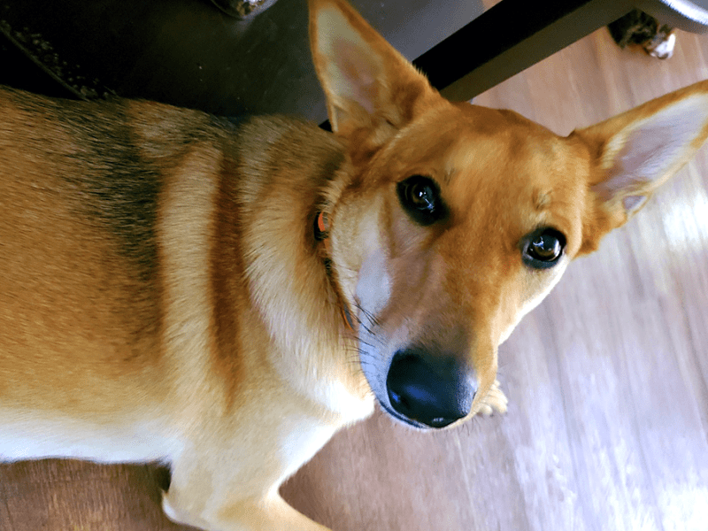 Evan Jandl’s dog Maggie