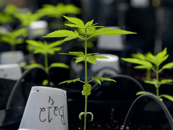 Amid Minnesota’s rejected cannabis apps, Missouri social equity program offers warning signs for predatory practices