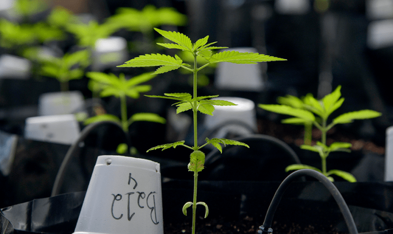 Growing marijuana plants