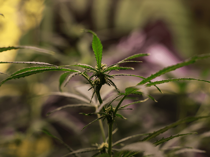 Minnesota’s social equity cannabis license lottery postponed to late spring amid legal challenges