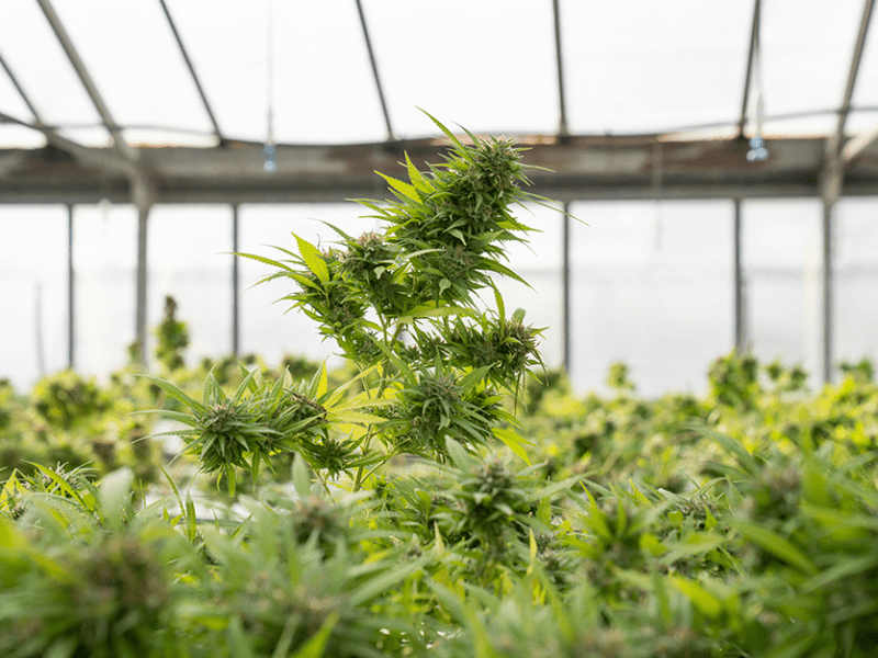 Recreational cannabis license application period finally opens in Minnesota 14 months after legalization