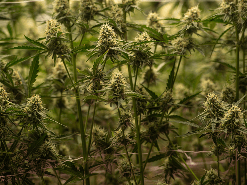 Slow going on cannabis licensing in Minnesota