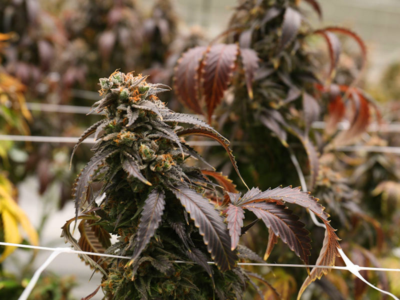 Hundreds of veterans and those with prior convictions awarded social equity status under Minnesota cannabis program