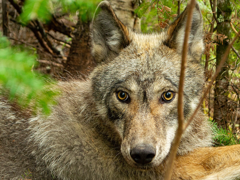 The Voyageurs Wolf Project is one of many projects funded since the ENRTF was first established in 1988 when 77% of Minnesota voters agreed to a constitutional amendment creating the fund.