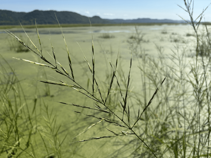 A wild rice plant is pictured on the upper Mississippi River near Goose Island County Park in the town of Shelby, Wisconsin on Sept. 17, 2024.