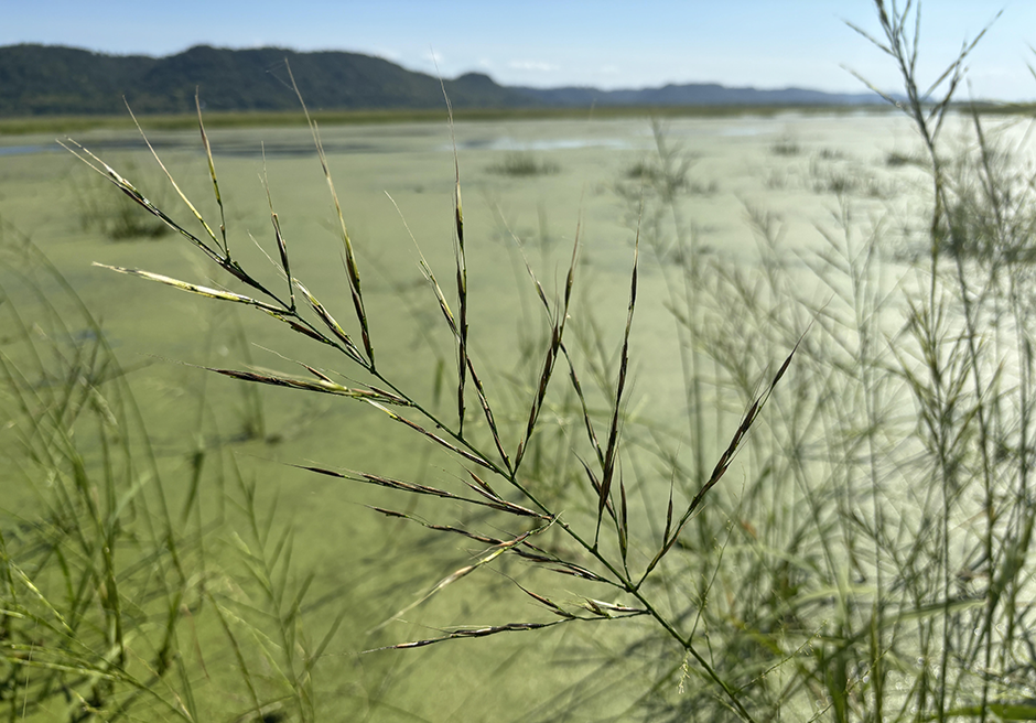 A wild rice plant is pictured on the upper Mississippi River near Goose Island County Park in the town of Shelby, Wisconsin on Sept. 17, 2024.